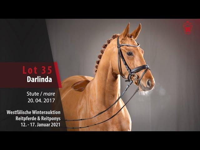 Trainingsvideo Winterauktion Lot 35  Darlinda Stute v. Duvalier - Quotenkönig