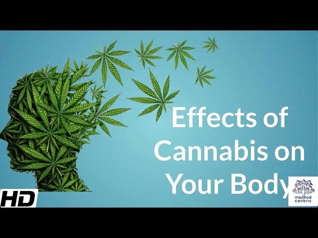 Effects of Cannabis on your body.