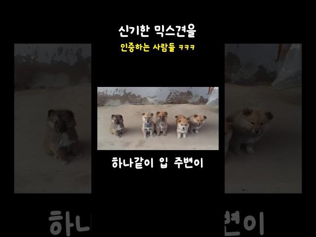 신기한 믹스견을 인증하는 사람들ㅋㅋ
