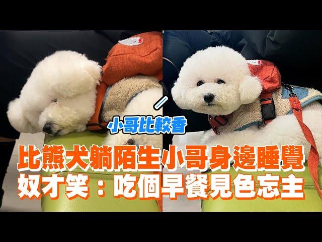 比熊犬躺陌生小哥身邊睡覺　奴才笑：吃個早餐...變別人的狗｜精選影片