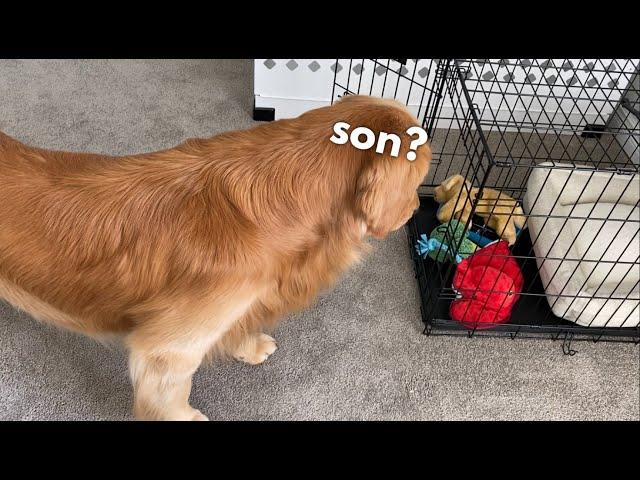 My Dog Waits for His Puppy to Come Home