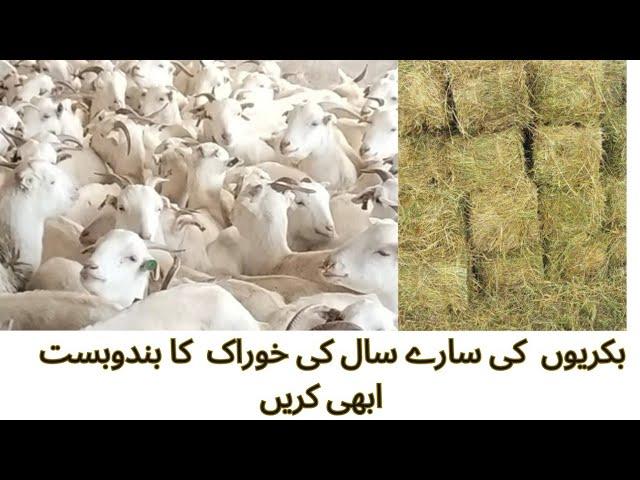 Hay Making/ھۓ بنانے کا طریقہ