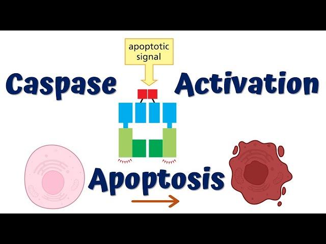 Activation of Caspases || Apoptosis I || 4K Animation