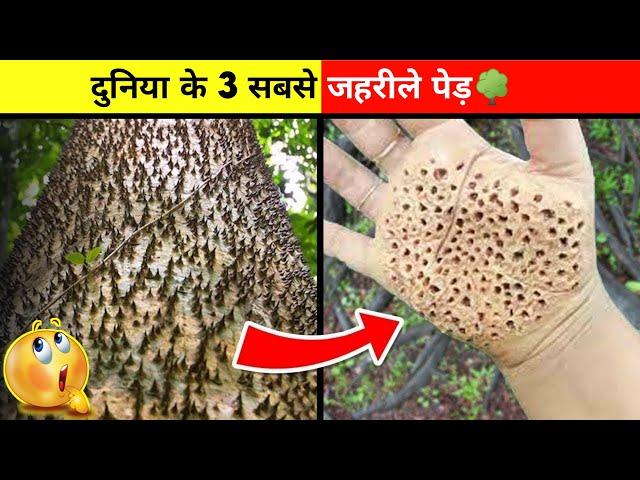 Top 3 Weird Trees In The World|| Fact Verse Official || #shorts #tree