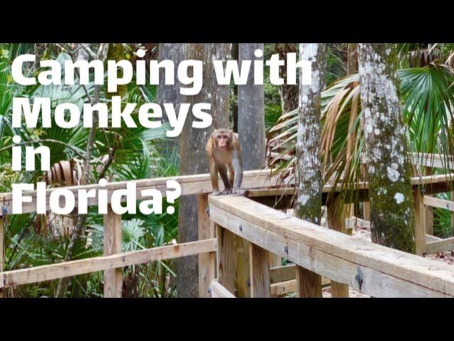 SILVER SPRINGS STATE PARK | Camping in Florida | Silver Springs | Florida Kayaking