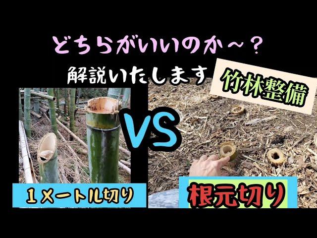 竹林整備　第三弾【１メートル切りと根元切りどちらがいいのか】