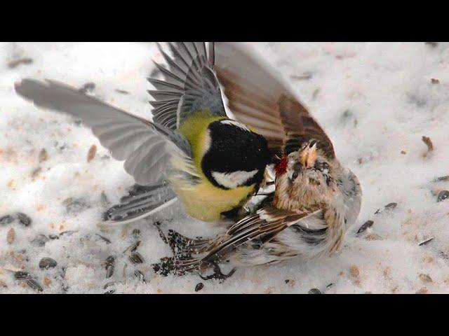 This little one EATS her own kind! The dark side of the Great Tit.