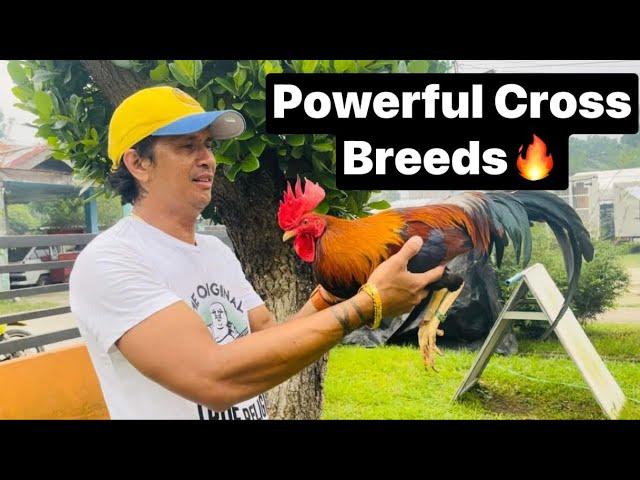 CROSS | BREEDiNG | PERSONAL | MATERiALS!