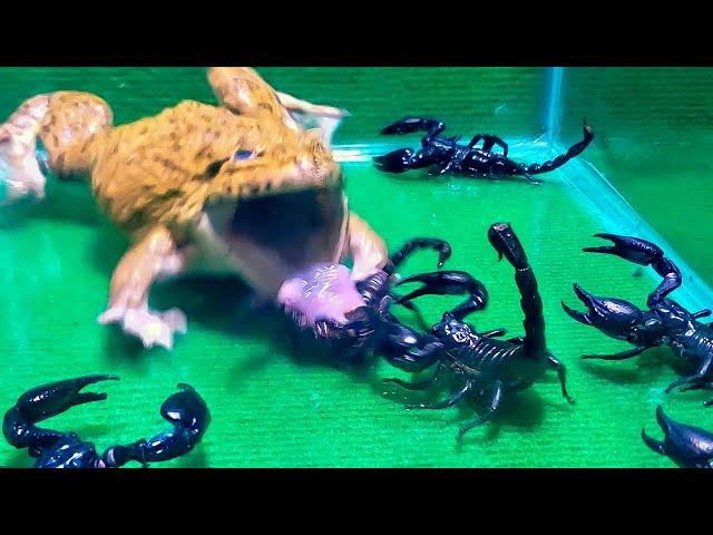 Asian Bullfrog With Many Big Black Scorpion! Asian Bullfrog Live Feeding