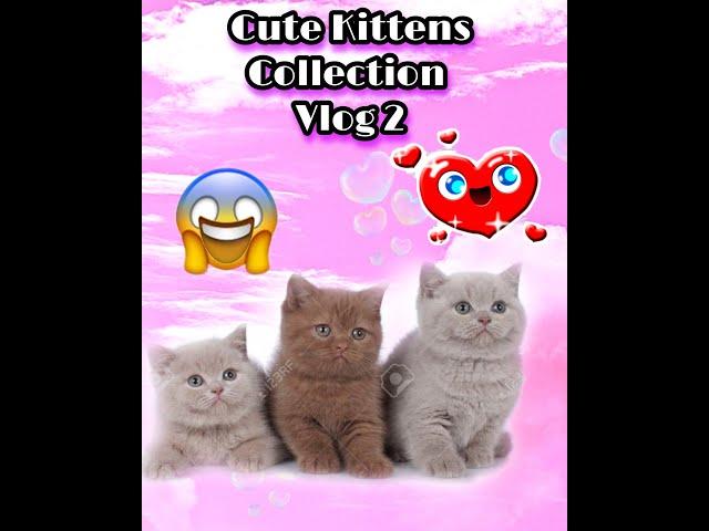 Funny Cute Kittens that will surely melt your hearts -  Vlog 2. Cute Kittens Collections