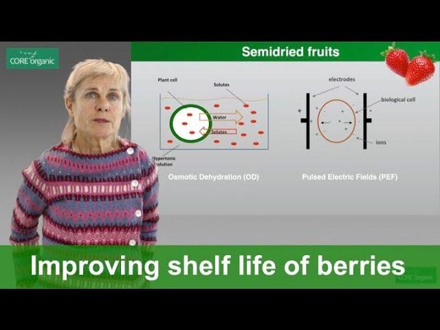 Mild technologies to improve shelf life and quality of organic berries (Ecoberries)