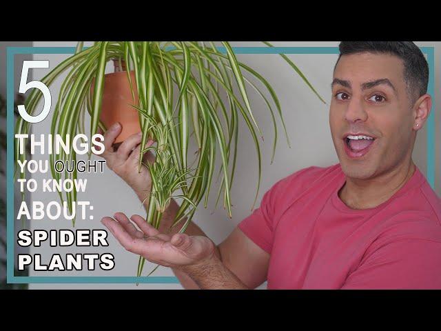 5 Things You Ought To Know About Your Spider (Chlorophytum Comosum) Plant. Houseplant Crucial Care!