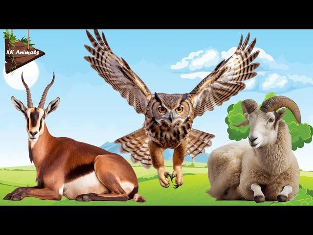 Captivating Animal Videos with Authentic Sound Effect: Oryx Gazella, Owl, Goat, Seal, Axolotl