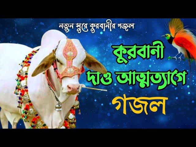 কুরবানী নিয়ে নতুন গজল 2024 || Qurbanir sera gojol || কুরবানী দাও আত্মত্যাগে গজল || #islamictipstv