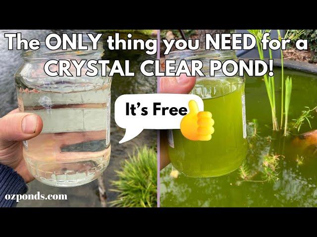 The ONLY thing you NEED for a CRYSTAL CLEAR POND