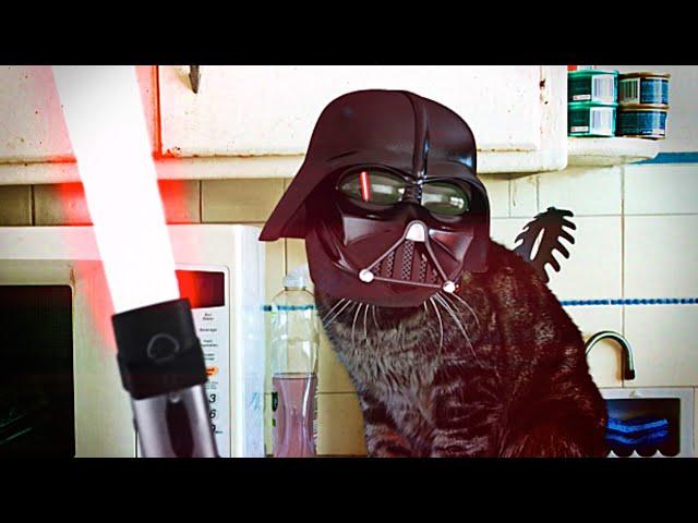 Darth Vader Cat