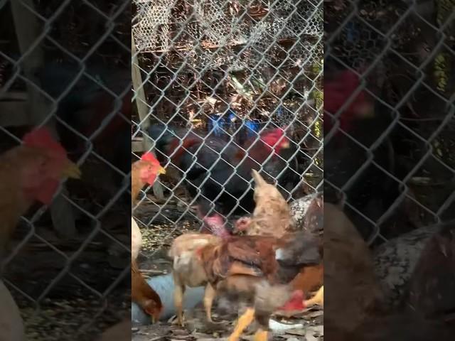 Rất là nhiều chú gà trống và gà mái dễ thương #animals #chicken #conga #dongvat #chickensong