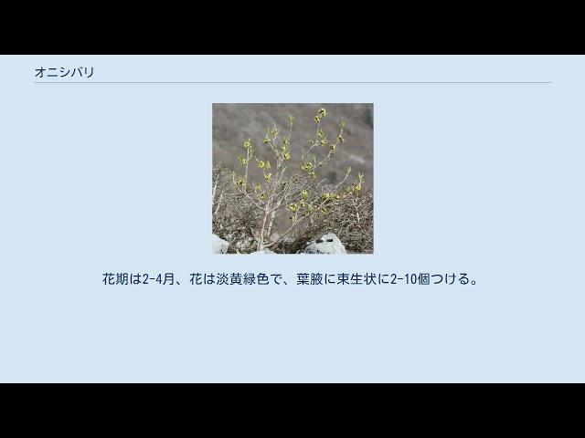 オニシバリ