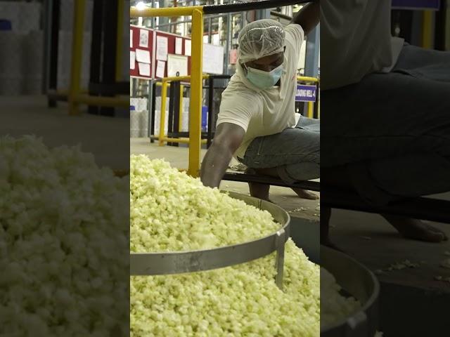 #Jasmine is a luxury #scent that’s a top note in quality #perfumes and is pricey to produce. #india