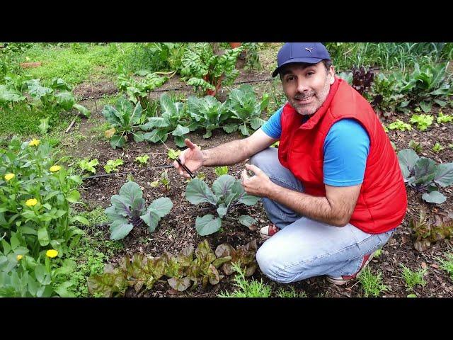  Tour of the Garden - TIPS to grow: Lettuce, Cabbage, Garlic, Beans...