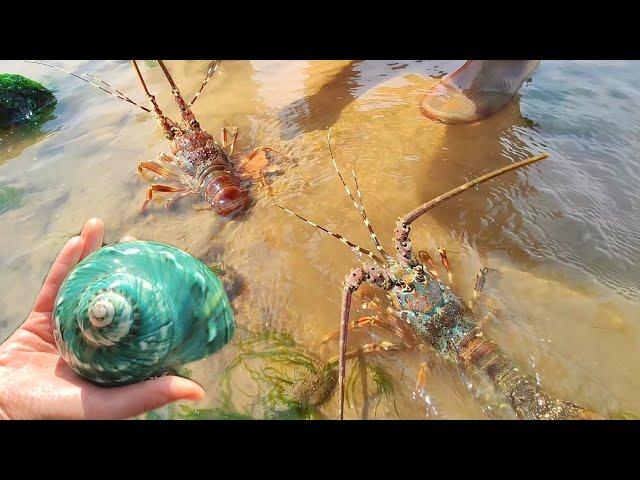 At low tide, lobsters line the beach. Pearls in blue shellfish.