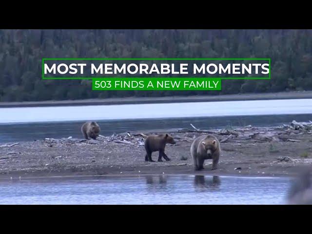 503 Gets Adopted | Memorable Moments In Bear Cam History