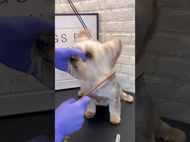 Yorkie Face ️ #yorkie #yoryorkie #doggroomingtips #doggroominglife #dogs