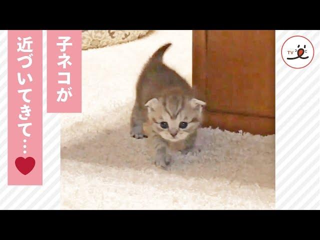 よちよち歩きの子ネコちゃん ママの元にやってきて…️【PECO TV】