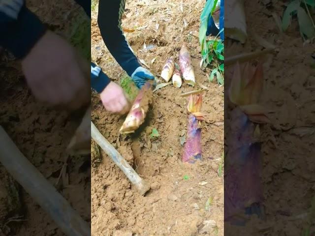 Đào Măng Rừng Sau Mưa Rừng Núi Tây Bắc