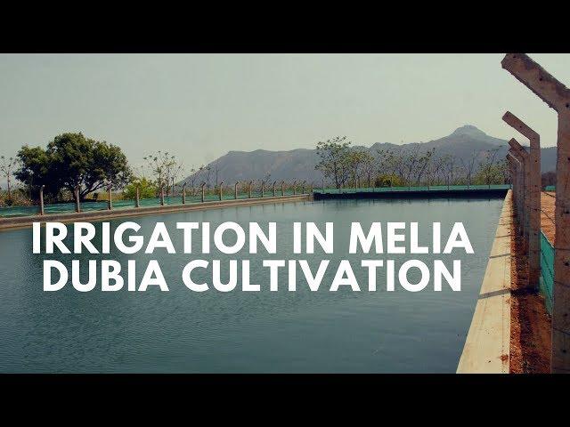 IRRIGATION IN MELIA DUBIA CULTIVATION & MALABAR NEEM FARMING