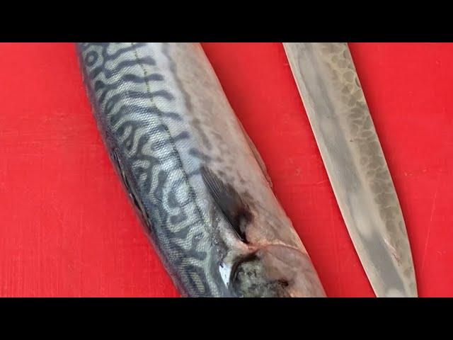 How to quickly make a great mackerel fillet #shorts