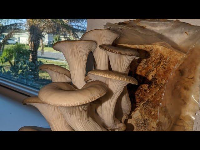 Mushroom Farming Explained | How To Make GHS 5000/month Investing In Mushrooms #shrooms #mushrooms