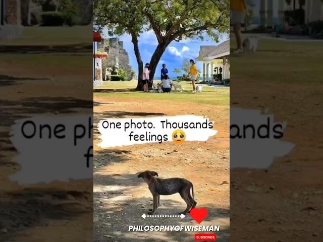 sad animal whatsapp  status 2023 || heart touching and emotional animals status 