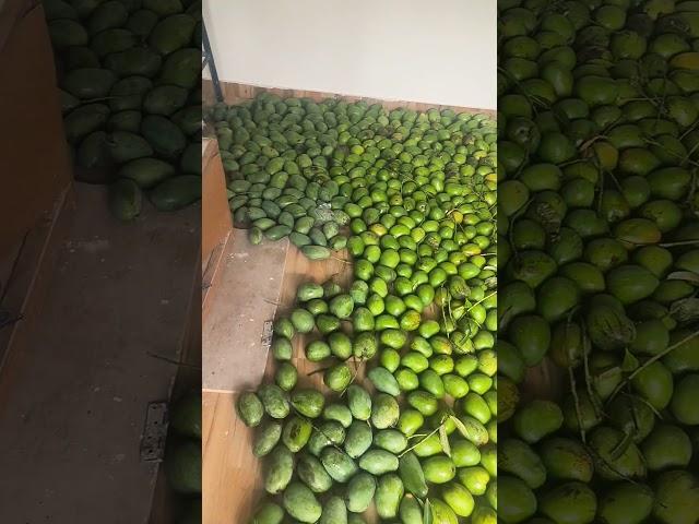 mango mango mango...@Sapnavlogs99 #fruit #mango #mangorecipe #mangoes #mangonews