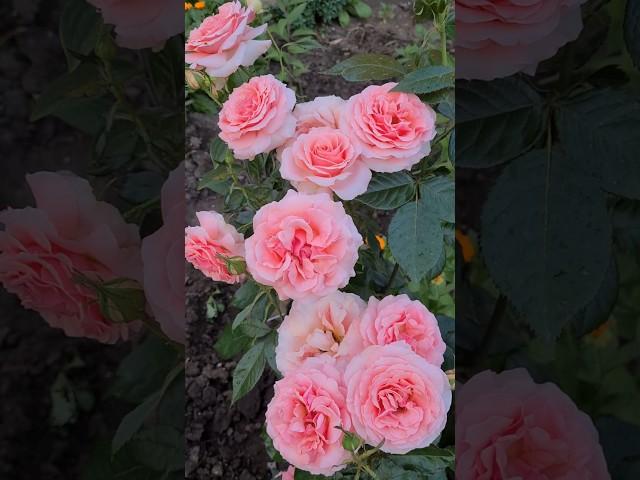 Роза Поэзия флорибунда #розы #roses #цветы #flowers #сад #garden #розарий #розывсаду #врекомендации