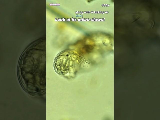 Creek Water Tardigrades Under Microscope (Baby Water Bear)