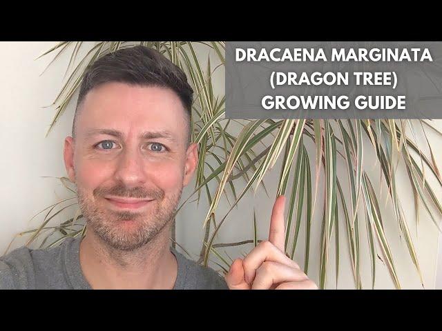 Dracaena Marginata (Madagascar Dragon Tree) Care Guide and Growing Tips