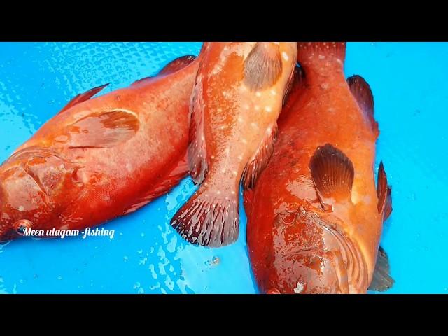 Red grouper fish catching in sea