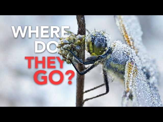 Where do Bugs Go In the Winter?