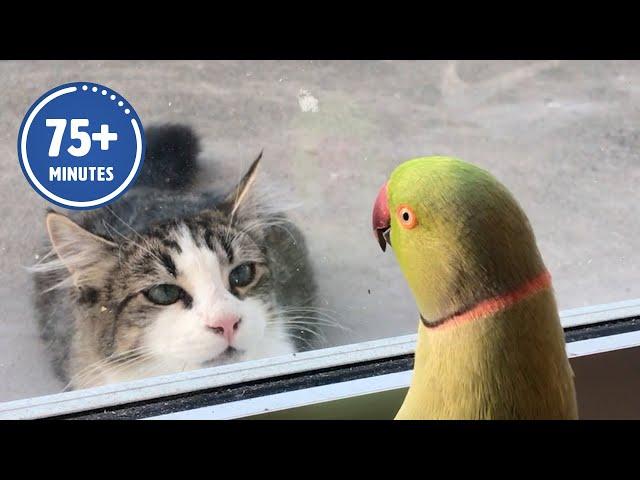 The FUNNIEST Pet Videos of the year!  | BEST Compilation