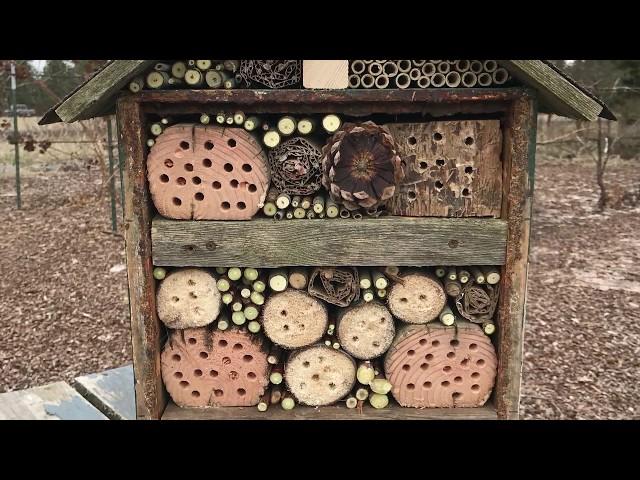 Build an Insect Hotel: Everyone Can Grow A Garden (2018) #7
