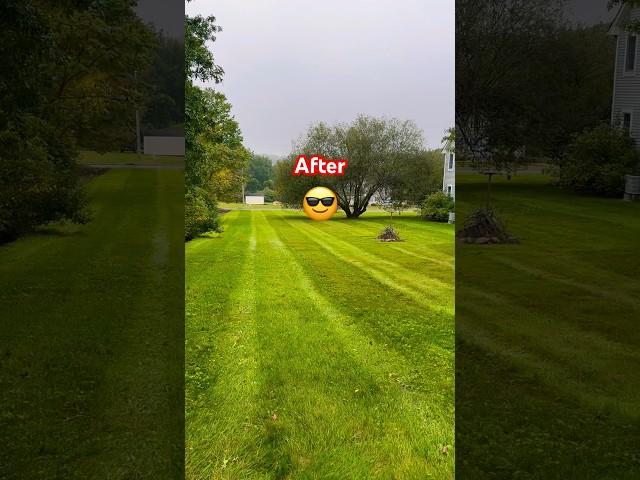 Million Dollar Lawn Transformation #landscaping #work #professional #grass #lawns #mowing #strips