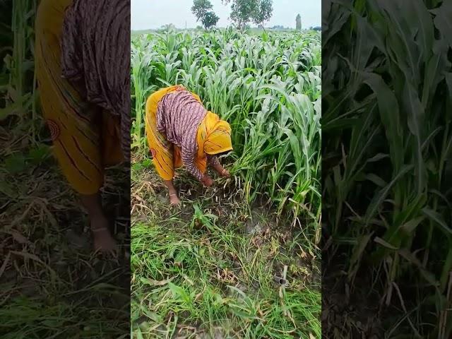 Today Journey | Migratory Aman #villagerlifestyle #Vlog #vlogger #vlogging #farming #farmer #farm