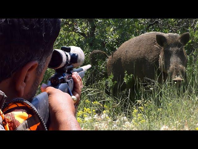 Top DANGEROUS BOAR Hunts, FEARLESS Dogs, Extreme Close-Up Rifle Shots #hunting #wildlife