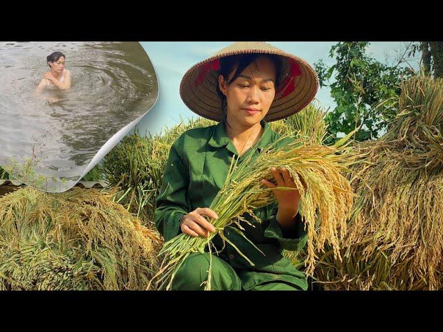 How to HARVESTING RICE On The Hill, Cooking and Bathes In The Stream. A New Life.