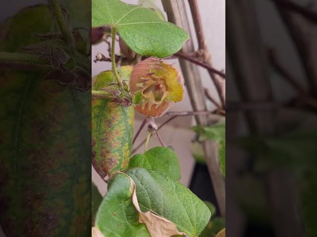 Cotton from bud to bloom to cotton balls #cotton #flowers #plants #cottonball