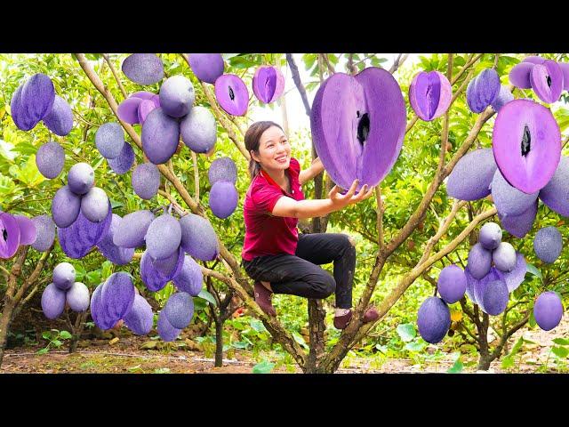 Harvesting Purple Sapodilla Go to market sell - stir-fried offal with pickles - UR Phương DaiLy Life