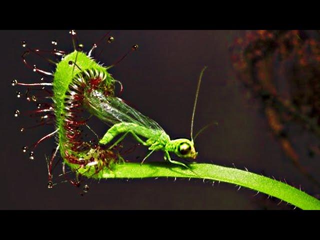 Top 20 Carnivorous Plants That Eat Animals