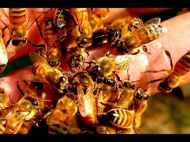 9 Mated Queens In One Swarm Some Marked Huge Catch