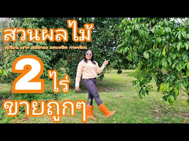 #สวนผลไม้2ไร่ #ลดราคาเป็นล้านต้องการขายด่วนมาก [EP.1115] #มาดามโอ๋ขายที่ดินทั่วประเทศ